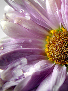 Other Wallpapers 0788